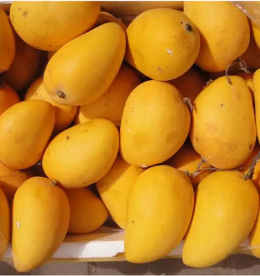 Full Automatic Mango Processing Line 50 Tons / Hour